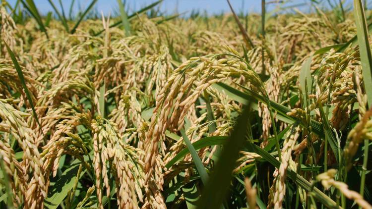 La provincia se encuentra a la vanguardia del mejoramiento genético del arroz