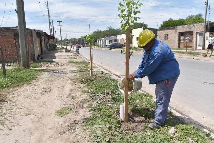 Se plantan casi 400 nuevos árboles en diferentes obras de la ciudad