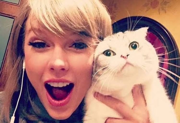 La gata de Taylor Swift vale más de $80 millones